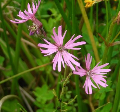 Ragged robin Lychnis flos-cuculi