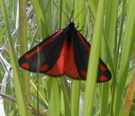 cinnabar moth