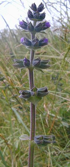 Salvia verbenaca