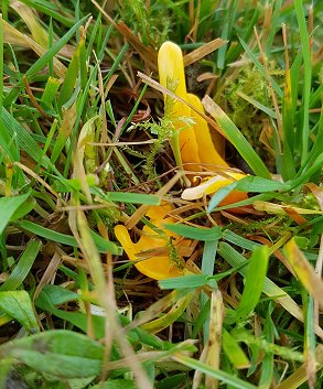 Handsome Club Clavulinopsis laeticolor