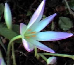 Colchicum