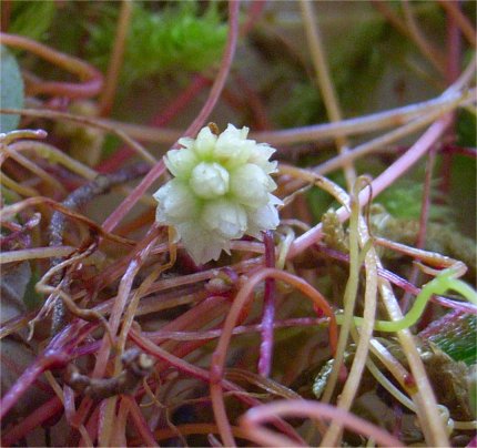 dodder Cuscuta epithymum