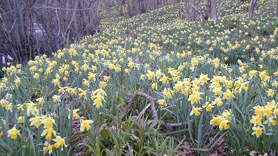 daffodils