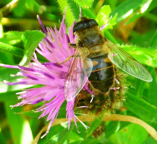 Eristalis tenax female