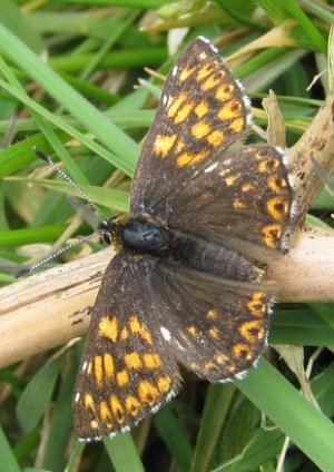 duke of burgundy