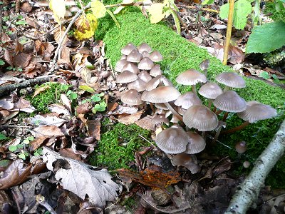 Mycena inclinata - Clustered Bonnet