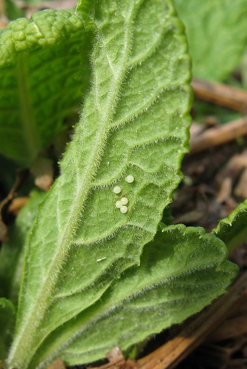 Duke of Burgundy eggs on primrose