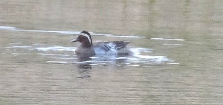 Garganey