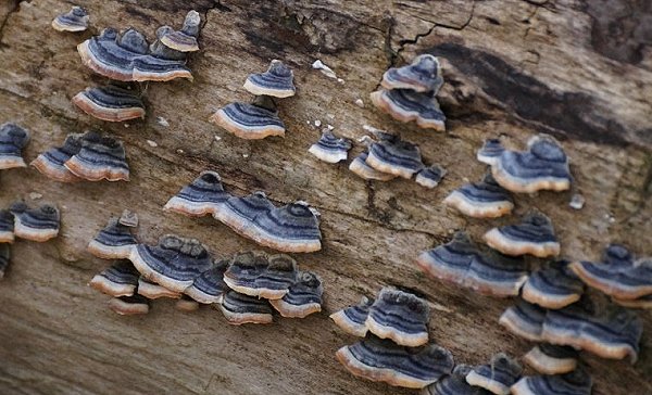 Bracket fungus