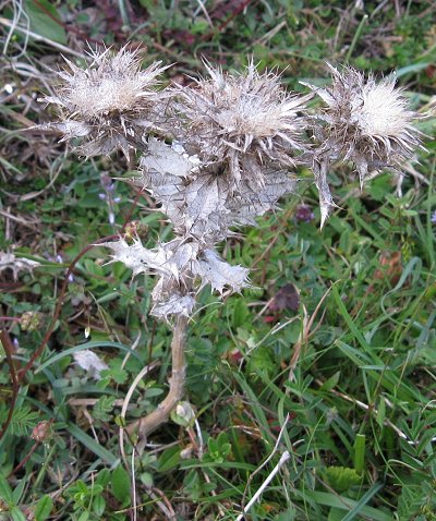 Carline thistle Carlina vulgaris