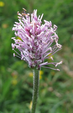 Hoary plantain Plantago media