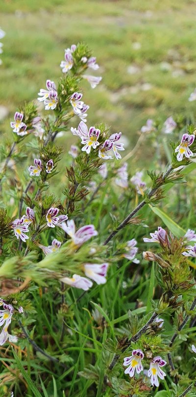 Eyebright