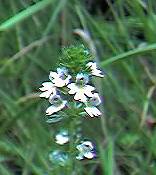 Eyebright