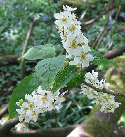 Bird chery flowers