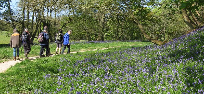 Ryedale members among bluebells