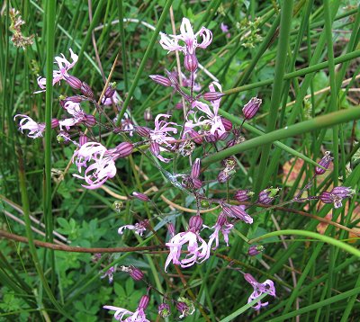 Ragged robin Lychnis flos-cuculi