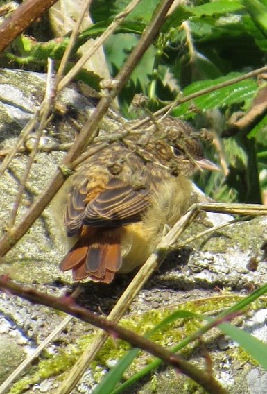 Young redstart