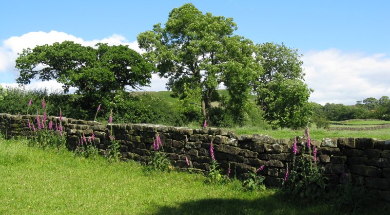 View with foxgloves