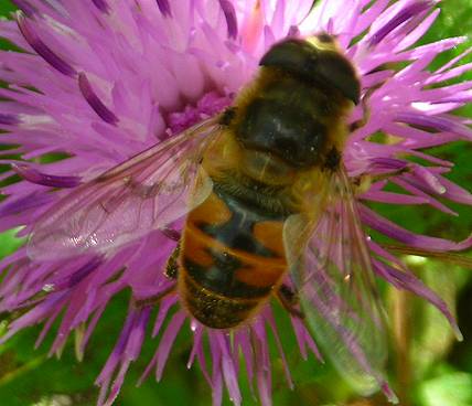 Eristalis tenax (pale)