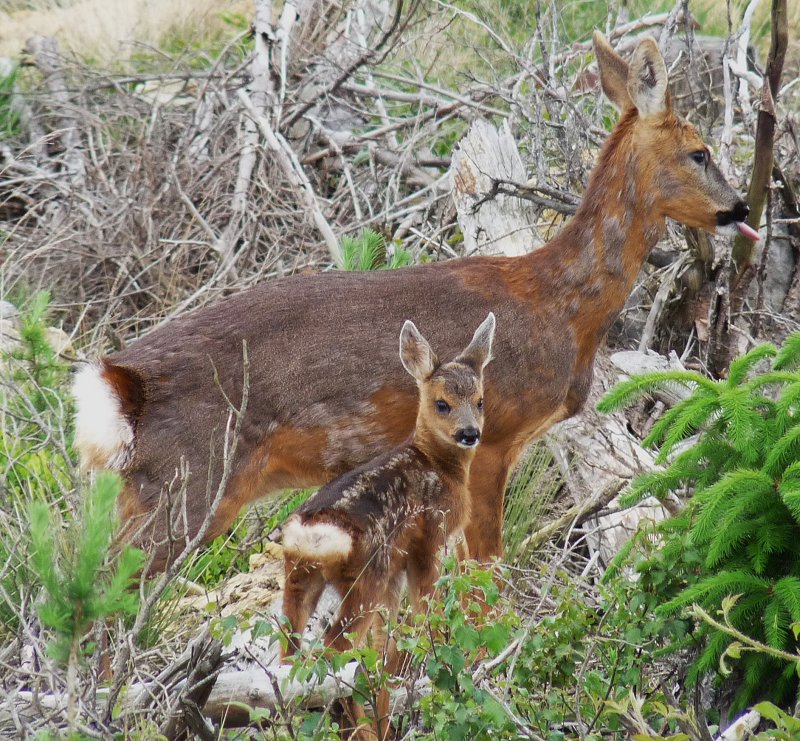 Roe doe with fawn - Capreolus capreolus