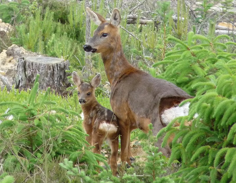 Roe doe with fawn - Capreolus capreolus