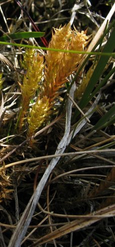 Lesser clubmoss Selaginella selaginoides