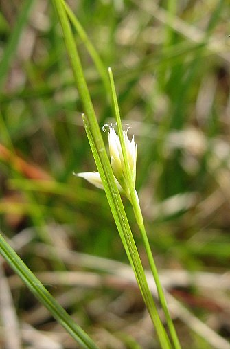 White beak sedge Rhynchospora alba