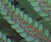 Spores on Male Fern