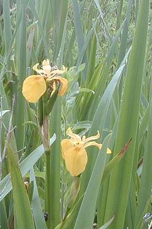 Iris pseudacorus