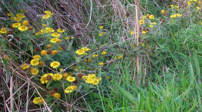 common fleabane Pulicaria dysenterica