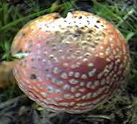 Fly Agaric