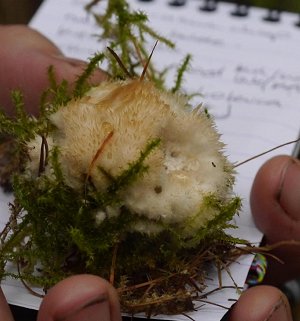 Thelephora penicillata