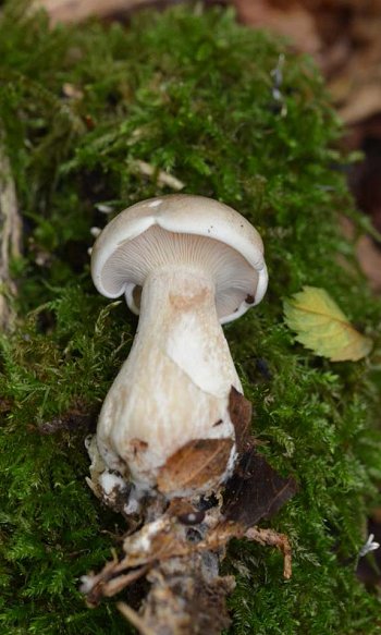 Clitocybe nebularis