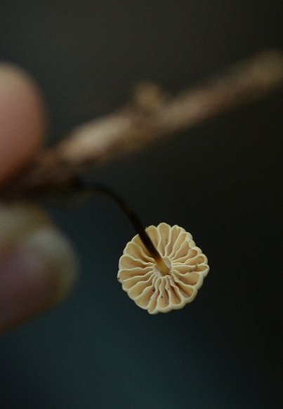 Marasmius rotula