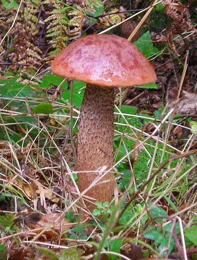 Orange birch bolete Leccinum versipelle