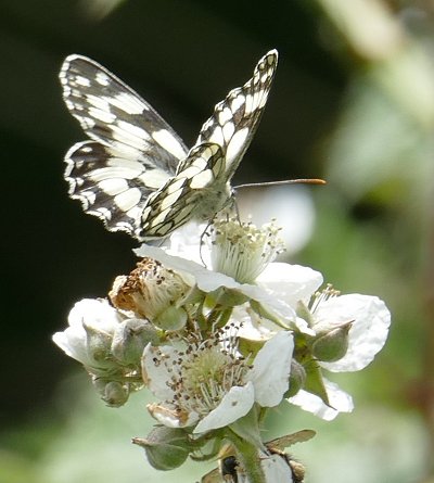 Marbled white butterfly