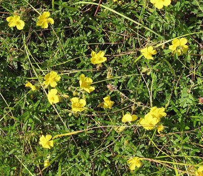 Rockrose Helianthemum nummularium