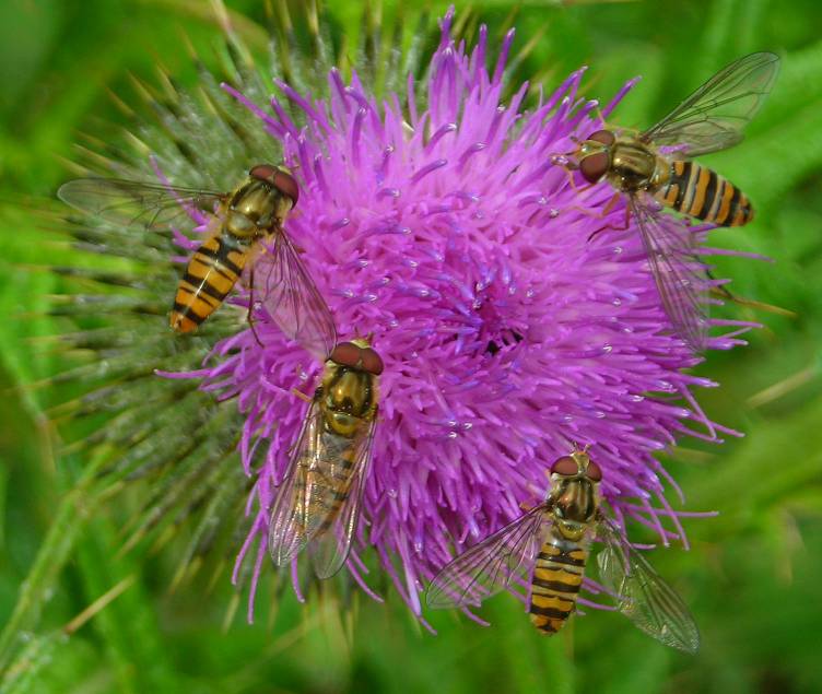 Episyrphus balteatus