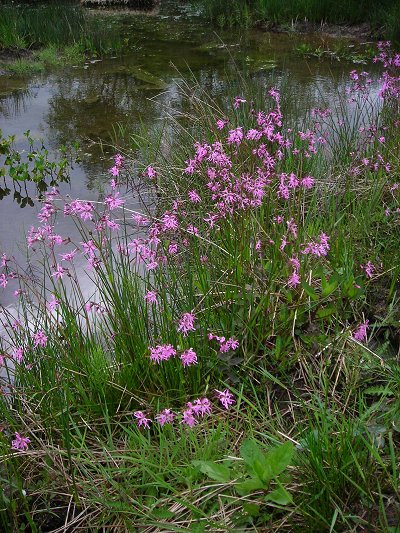 ragged robin