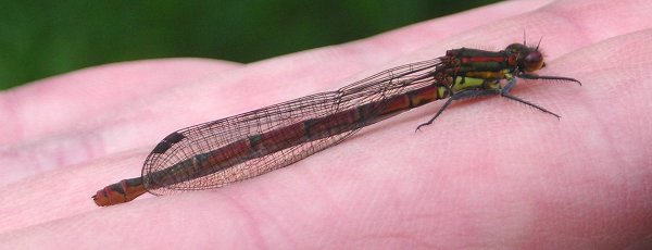 large red damselfy