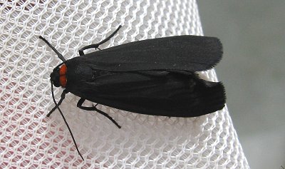 red necked footman