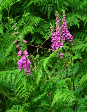 Foxgloves Digitalis purpurea