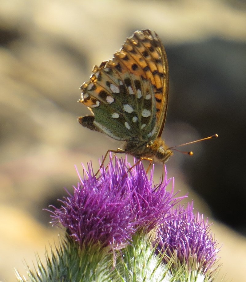 Dark green fritillary butterfly on thistle