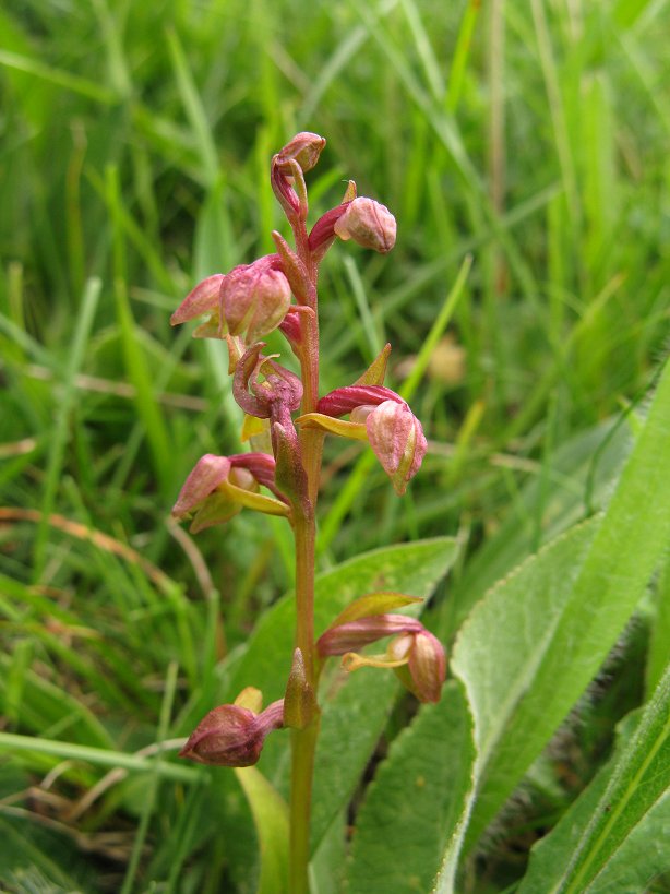 Frog orchid Coeloglossum viride