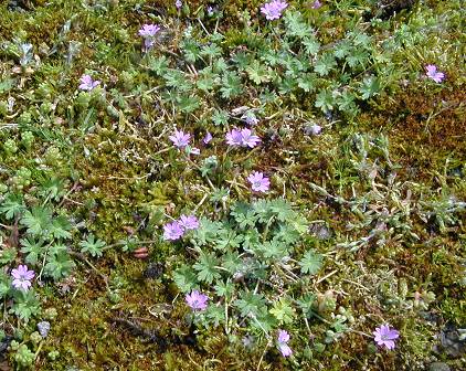 Geranium molle