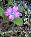 Dovesfoot cranesbill