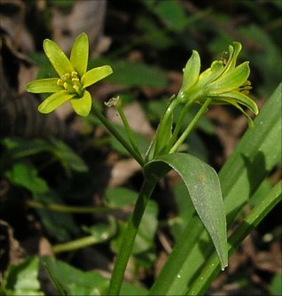 Gagea lutea