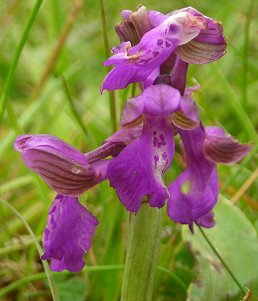 green-winged orchid Orchis morio