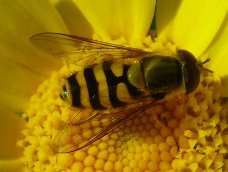 Syrphus  ?ribesii or vitripennis