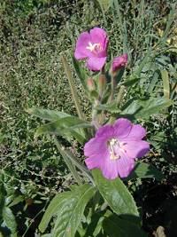 Great Willowherb